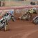 Thurrock-Hammers_Coventry-Bees-Successful-appeal